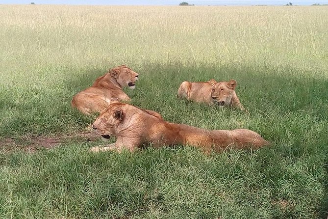 7-Days Honeymooners Tours - What To Expect