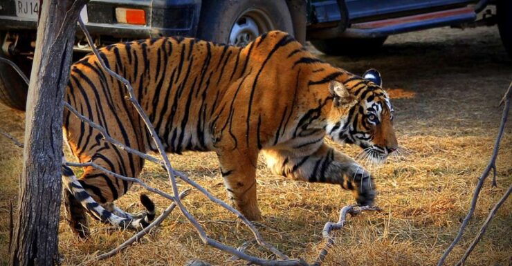 7 Days India Taj Mahal Tour With Ranthambore Tiger Safari - Inclusions and Exclusions