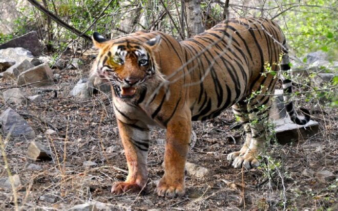 7 Days India Taj Mahal Tour With Ranthambore Tiger Safari - Highlights of the Tour