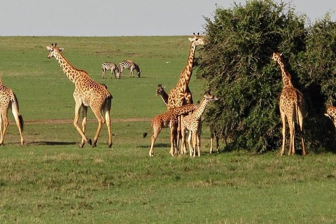 7 Days Itinerary Touring Masai Mara, Nakuru, Amboseli, Both Tsavo Ending Mombasa - Day 2: Masai Mara Game Reserve