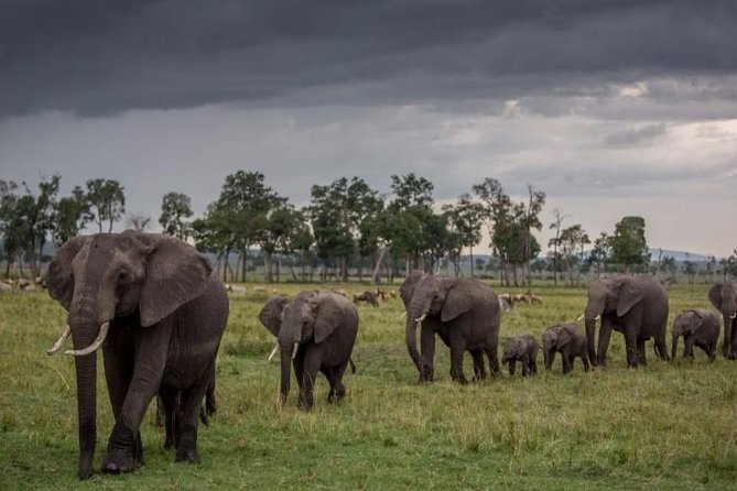 7 Days Itinerary Touring Masai Mara, Nakuru, Amboseli, Both Tsavo Ending Mombasa - Day 4: Amboseli National Park