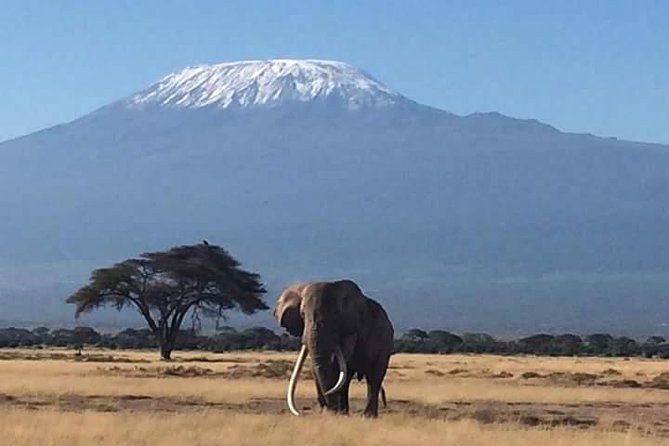 7 Days Itinerary Touring Masai Mara, Nakuru, Amboseli, Both Tsavo Ending Mombasa - Day 5: Tsavo West National Park