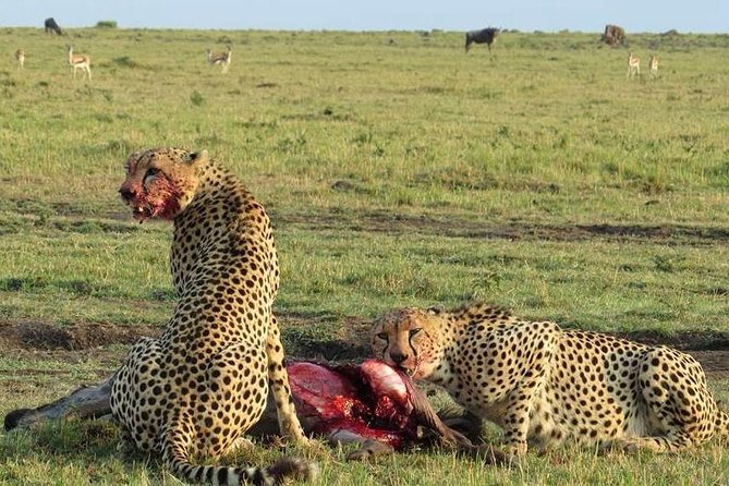 7 Days Itinerary Touring Masai Mara, Nakuru, Amboseli, Both Tsavo Ending Mombasa - Day 7: Mombasa Departure