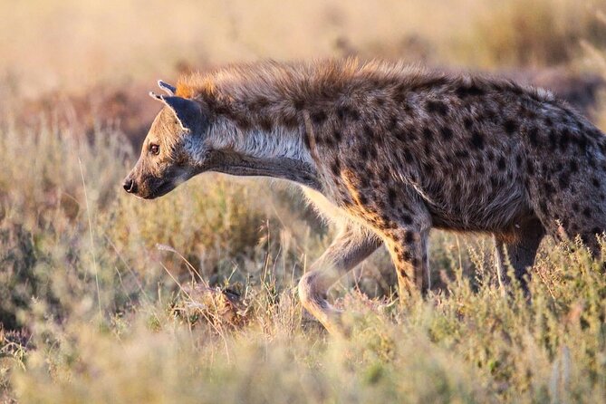 7 Days Journey of the Wildebeest – Luxury Holidays Serengeti - Itinerary Overview