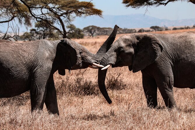 7 Days Journey of the Wildebeest – Luxury Holidays Serengeti - Frequently Asked Questions