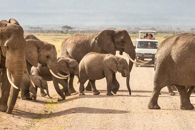 7 Days Kenya Lodge Safari Masai Mara, Lake Nakuru, Naivasha And Amboseli - Accommodation Options