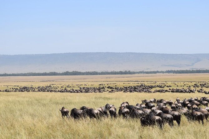 7 Days Kenya Lodge Safari Masai Mara, Lake Nakuru, Naivasha And Amboseli - Safari Highlights