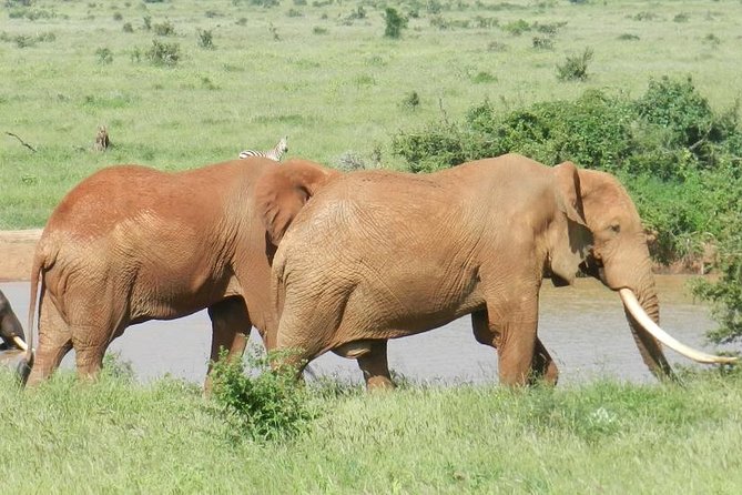 7 Days Kenya Lodge Safari Masai Mara, Lake Nakuru, Naivasha And Amboseli - Cultural Experiences