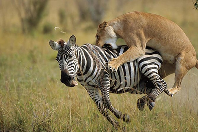 7 Days Kenya Luxury Holiday Safari - Culinary Experiences on Safari