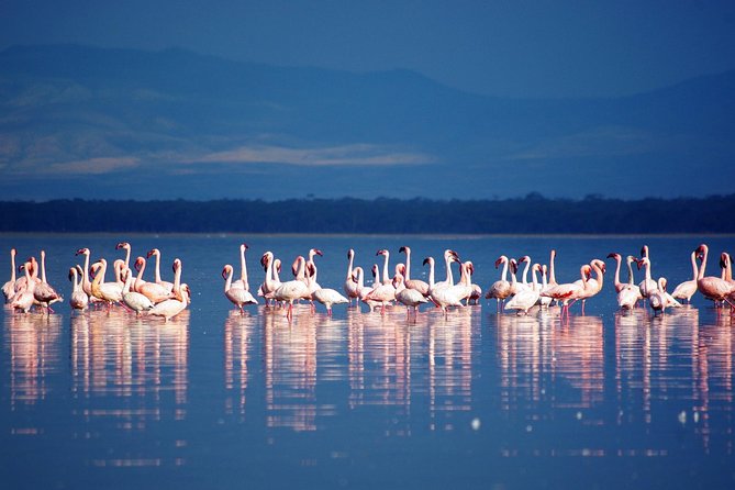 7 Days Kenya Luxury Holiday Safari - Wildlife Encounters and Sightings
