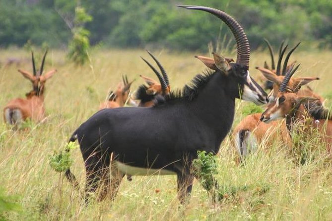 7 Days Kenya Safari Adventures - Day 4: Amboseli National Park
