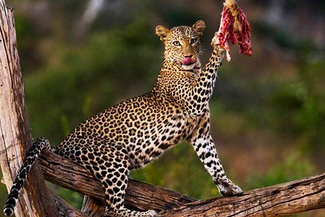 7 Days Kenya Safari Holiday Package - Dining Experiences
