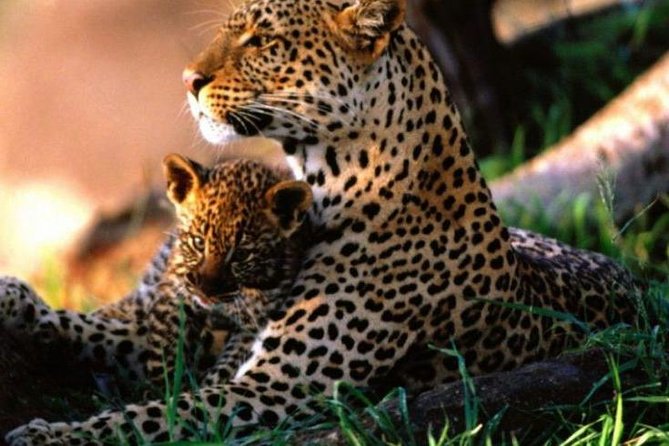 7 Days Kenya Safari Holiday Package - Customer Reviews and Testimonials
