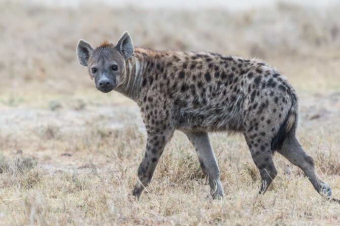 7-Days Kenya Safari Samburu, Aberdare, Lake Nakuru, & Maasai Mara - Itinerary Overview