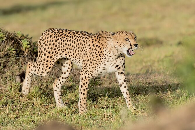 7-Days Kenya Safari Samburu, Aberdare, Lake Nakuru, & Maasai Mara - Aberdare National Park