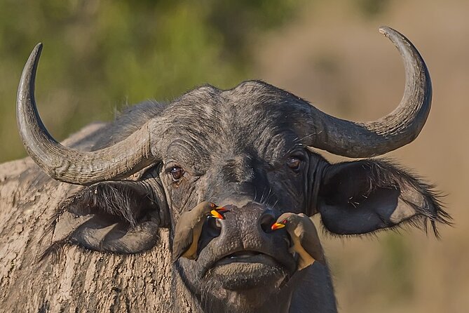 7-Days Kenya Safari Samburu, Aberdare, Lake Nakuru, & Maasai Mara - Lake Nakuru National Park