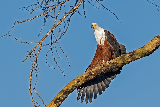 7-Days Kenya Safari Samburu, Aberdare, Lake Nakuru, & Maasai Mara - Meals and Dining Experience