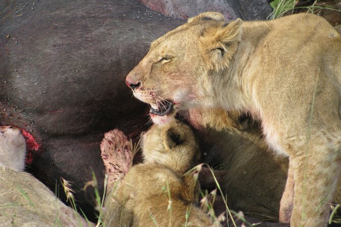 7-Days Kenya Safari Samburu, Aberdare, Lake Nakuru, & Maasai Mara - Tips and Recommendations