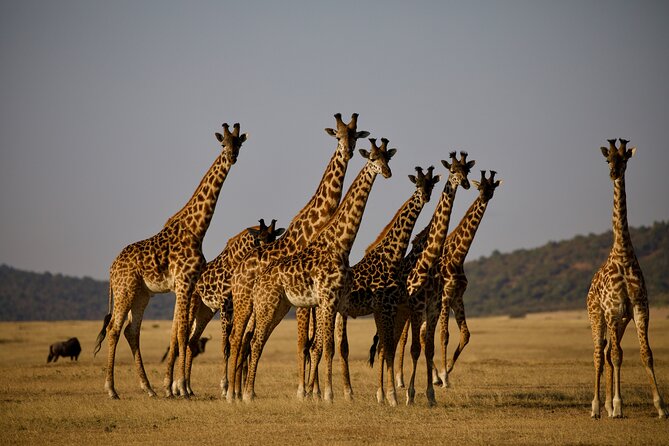 7 Days Kenya Tanzania Combined Mid - Range Safari - Safari Activities Overview