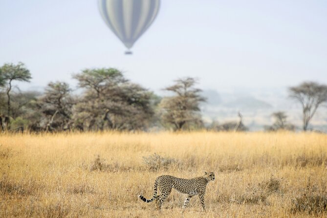 7 Days Kenya Tanzania Combined Mid - Range Safari - Wildlife Encounters