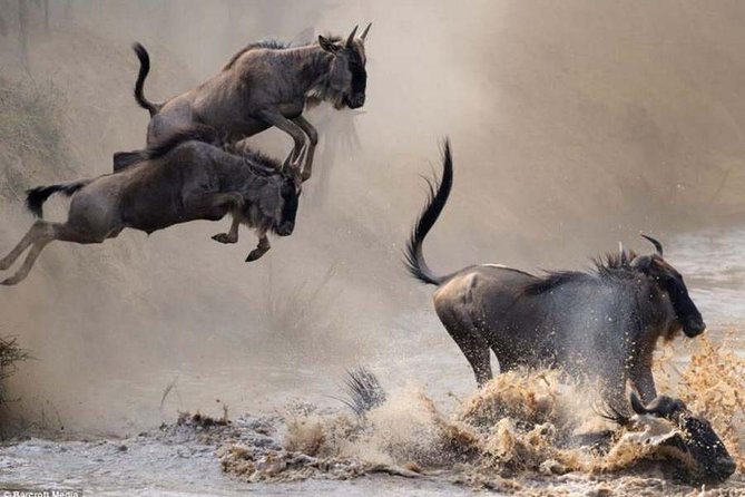 7 Days Kenya Tented Camp Safari Holiday Package - Wildlife Encounters