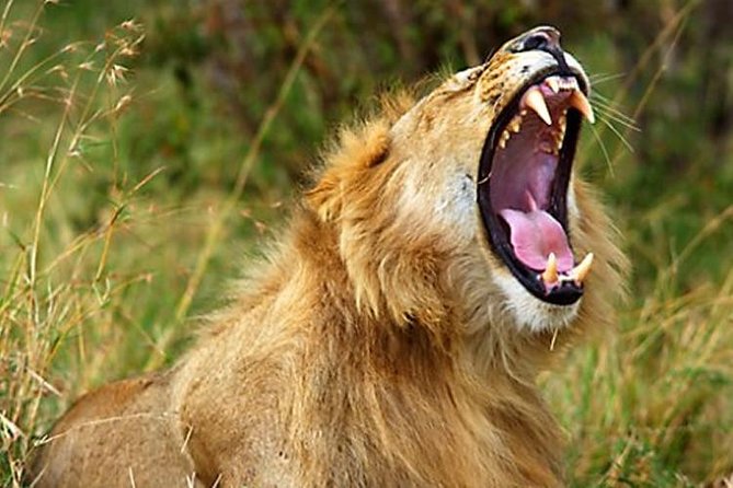 7 Days Kenya Tented Camp Safari Holiday Package - Optional Excursions