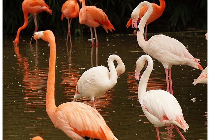7 Days Kenya Tented Camp Wildlife Safari - Transportation and Logistics