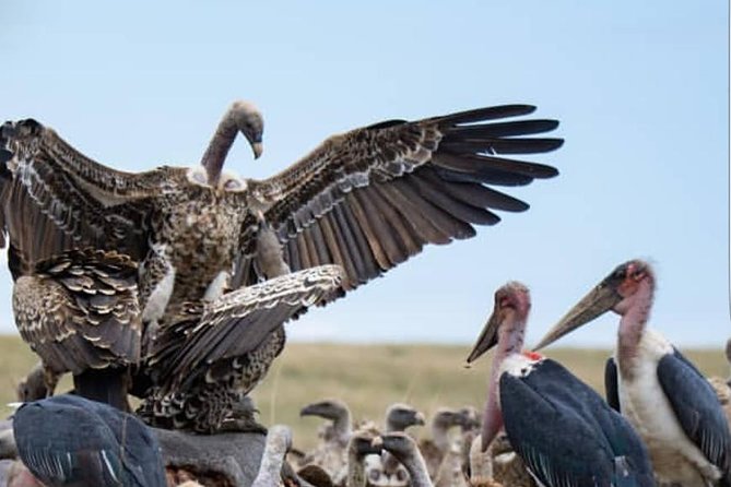 7 Days Kenya Tour Budget Safari - Customer Reviews