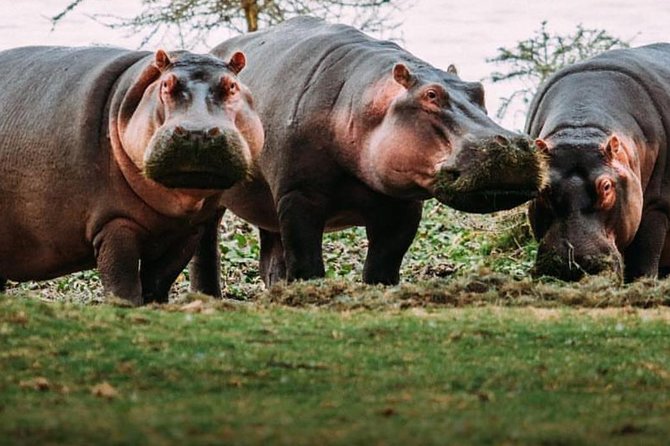 7 Days Kenya Tour Budget Safari - Frequently Asked Questions