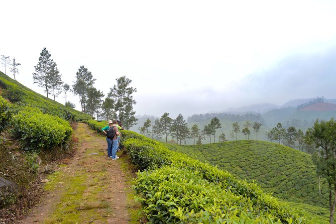 7 Days Kerala Tour- Munnar, Periyar, Houseboat & Varkala Beach - Munnar - The Tea Paradise