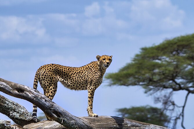7 Days Luxury Migration Safari-Northern Tanzania - Accommodation Details