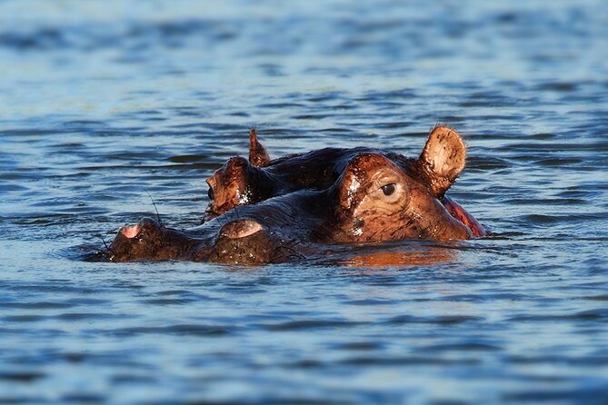 7 Days Luxury Migration Safari-Northern Tanzania - Whats Included