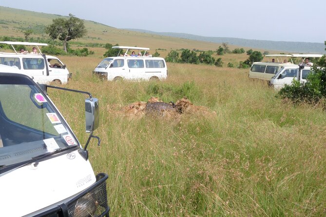 7 Days Maasai Mara-Lake Nakuru-Lake Naivasha & Amboseli - Maasai Mara Safari Experience