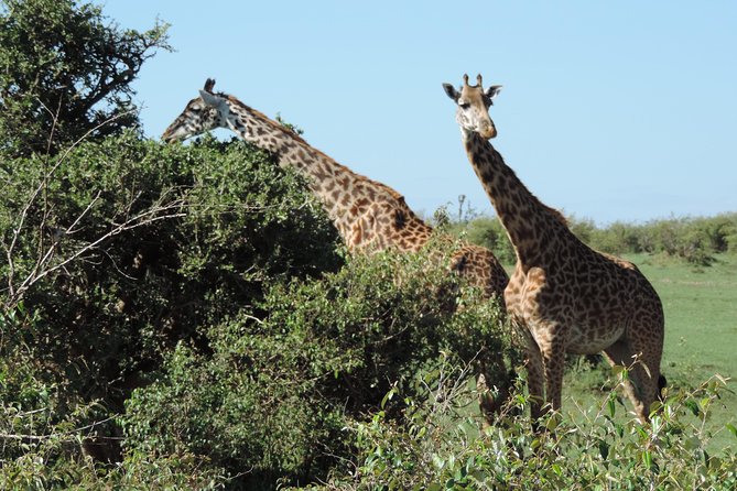 7 Days Maasai Mara-Lake Nakuru-Lake Naivasha & Amboseli - Frequently Asked Questions