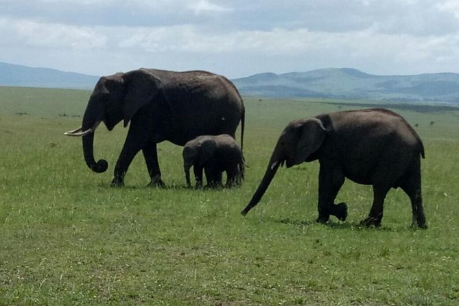 7 Days Maasai Mara - Lake Nakuru - Lake Naivasha - Amboseli Safari - Safari Itinerary Overview