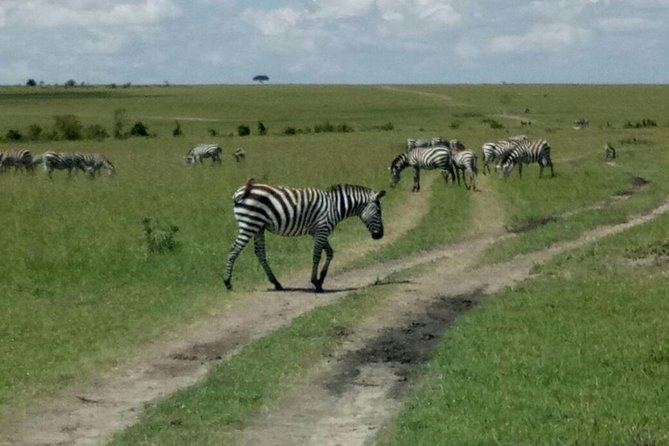 7 Days Maasai Mara - Lake Nakuru - Lake Naivasha - Amboseli Safari - Exciting Safari Highlights