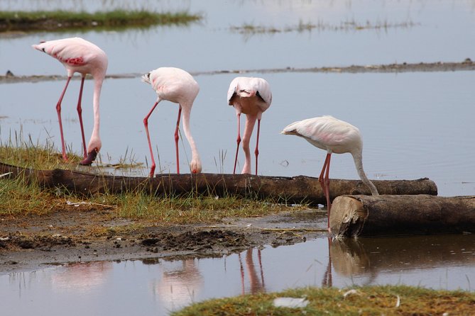 7 Days Maasai Mara - Lake Nakuru - Lake Naivasha - Amboseli Safari - Cancellation Policy and Refunds