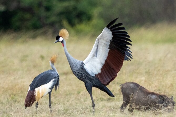 7 Days Maasai Mara - Lake Nakuru - Lake Naivasha - Amboseli Safari - Lake Nakuru Wildlife Encounter