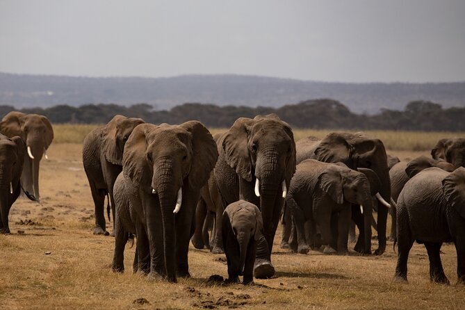 7 Days Maasai Mara - Lake Nakuru - Lake Naivasha - Amboseli Safari - Meal and Accommodation Details