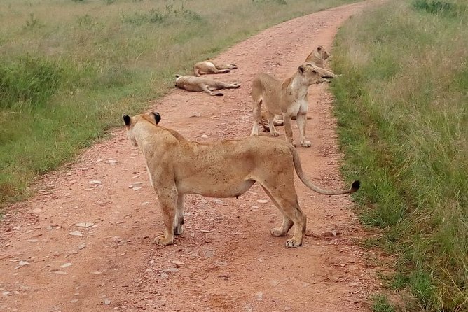 7 Days Maasai Mara, Lakes Nakuru, Naivasha & Amboseli Group Tour - Customer Reviews