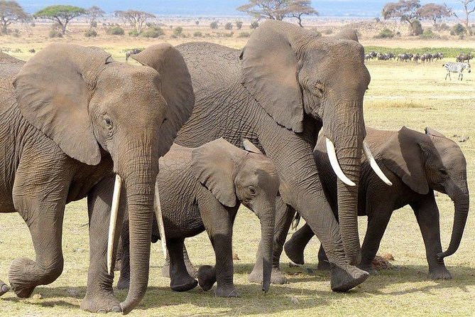 7 Days Mara/L.Naivasha/L.Nakuru/Amboseli - Sightseeing Highlights