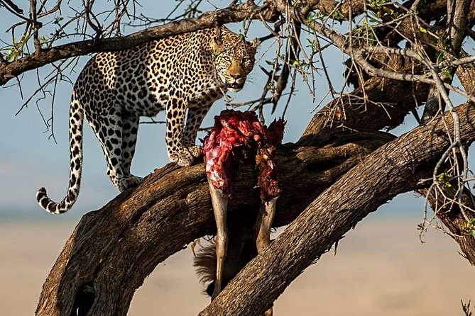 7 Days Mara/L.Naivasha/L.Nakuru/Amboseli - Booking Information