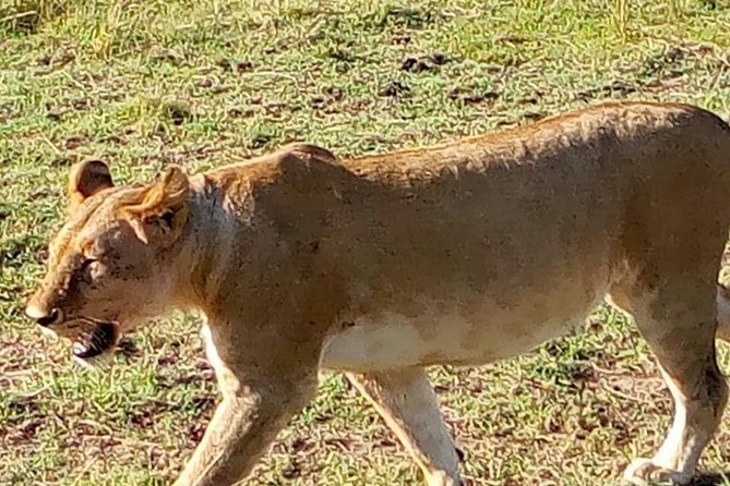 7 Days Mara/L.Naivasha/L.Nakuru/Amboseli - Traveler Reviews