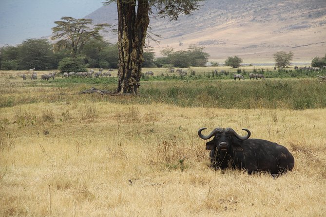 7 Days Mara/L.Naivasha/L.Nakuru/Amboseli - Frequently Asked Questions