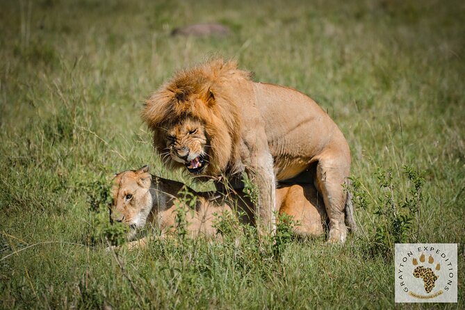 7 Days Masai Mara-Lk. Nakuru-Lk. Naivasha-Amboseli Group Safari - Cancellation Policy