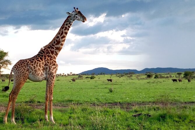 7 Days Mt Kilimanjaro,Tarangire NP, Ngorongoro, Serengeti NP, Lake Manyara NP - Day 2: Tarangire NP