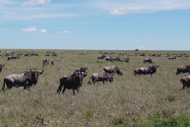 7 Days Mt Kilimanjaro,Tarangire NP, Ngorongoro, Serengeti NP, Lake Manyara NP - Day 4: Serengeti NP