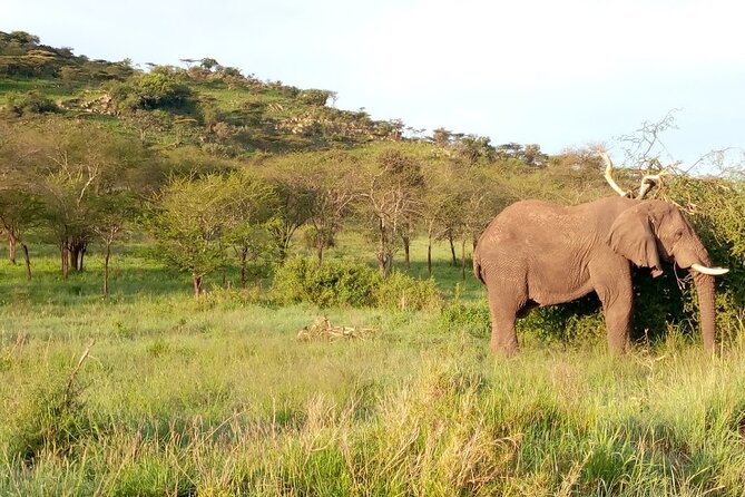 7 Days Mt Kilimanjaro,Tarangire NP, Ngorongoro, Serengeti NP, Lake Manyara NP - Day 5: Lake Manyara NP
