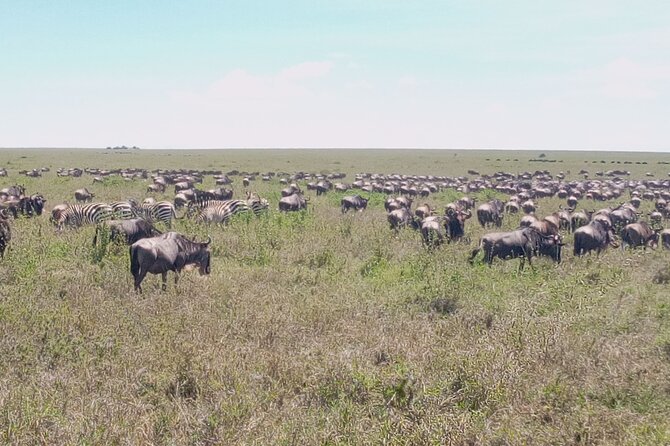 7 Days Mt Kilimanjaro,Tarangire NP, Ngorongoro, Serengeti NP, Lake Manyara NP - Last Day: Departure