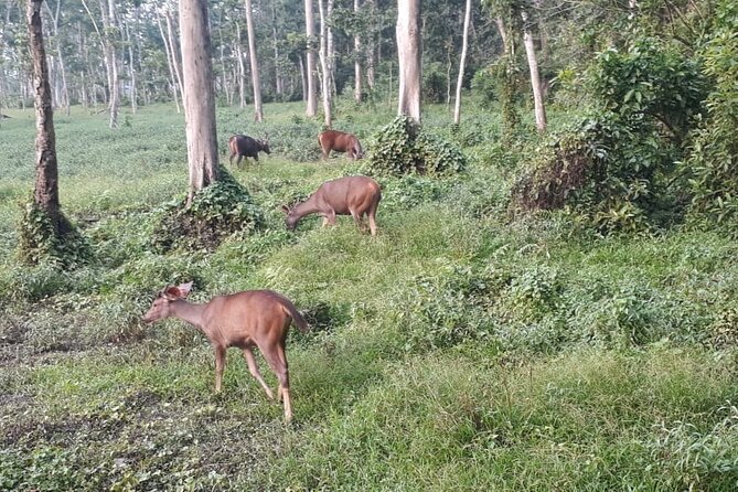 7 Days Nepal Tour (Kathmandu - Pokhara - Chitwan) - Explore Pokhara